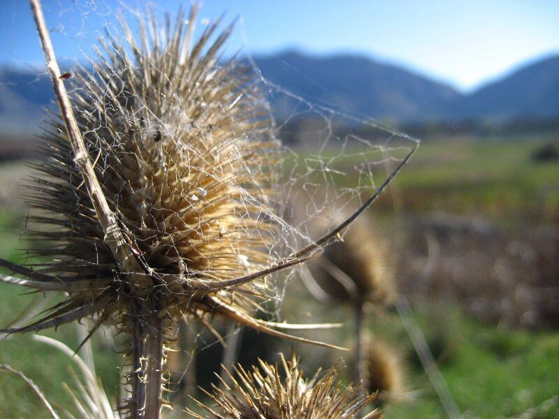 Dried Thistle with Spiderweb