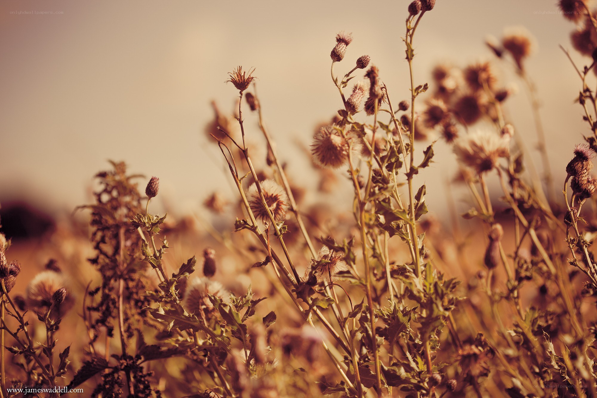 Dried thistles in golden light