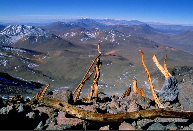 Dried Tree Branches