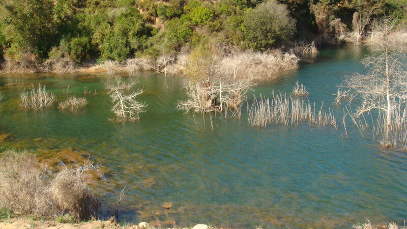 Dried Trees in River