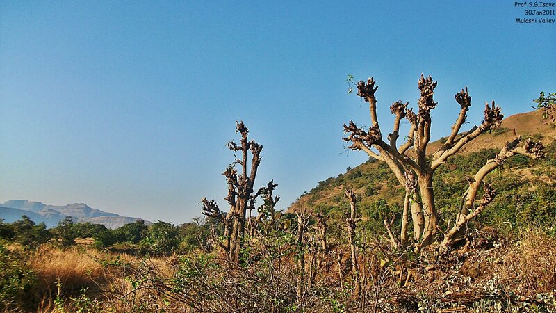 Dried Trees in Valley
