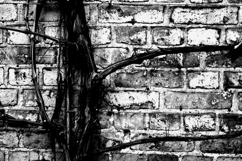 Dried Vine on Brick Wall