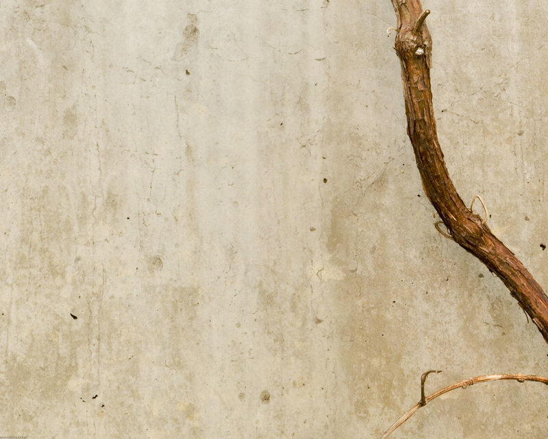 dried vine on concrete wall
