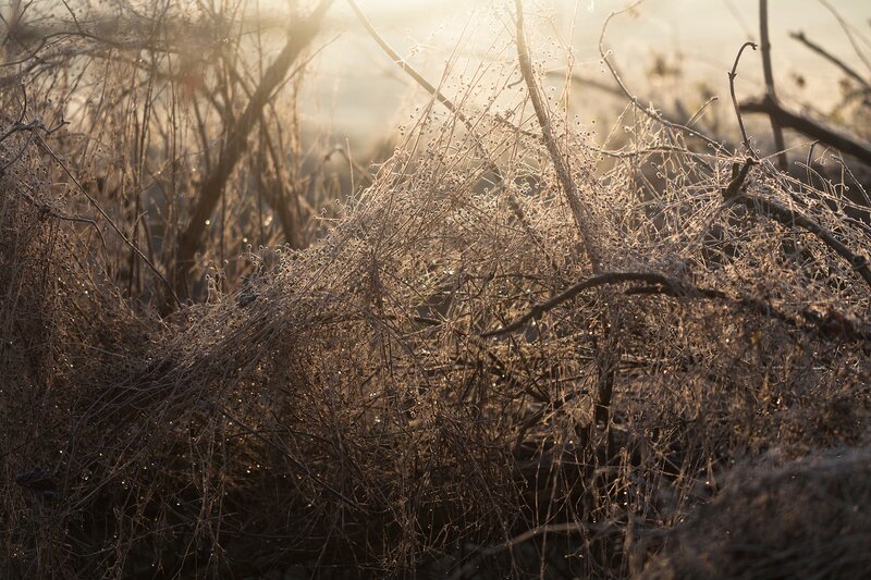 Dried Vines in Sunlight
