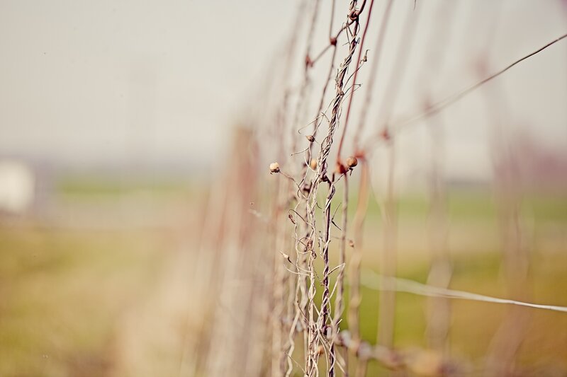 dried vines on a fence