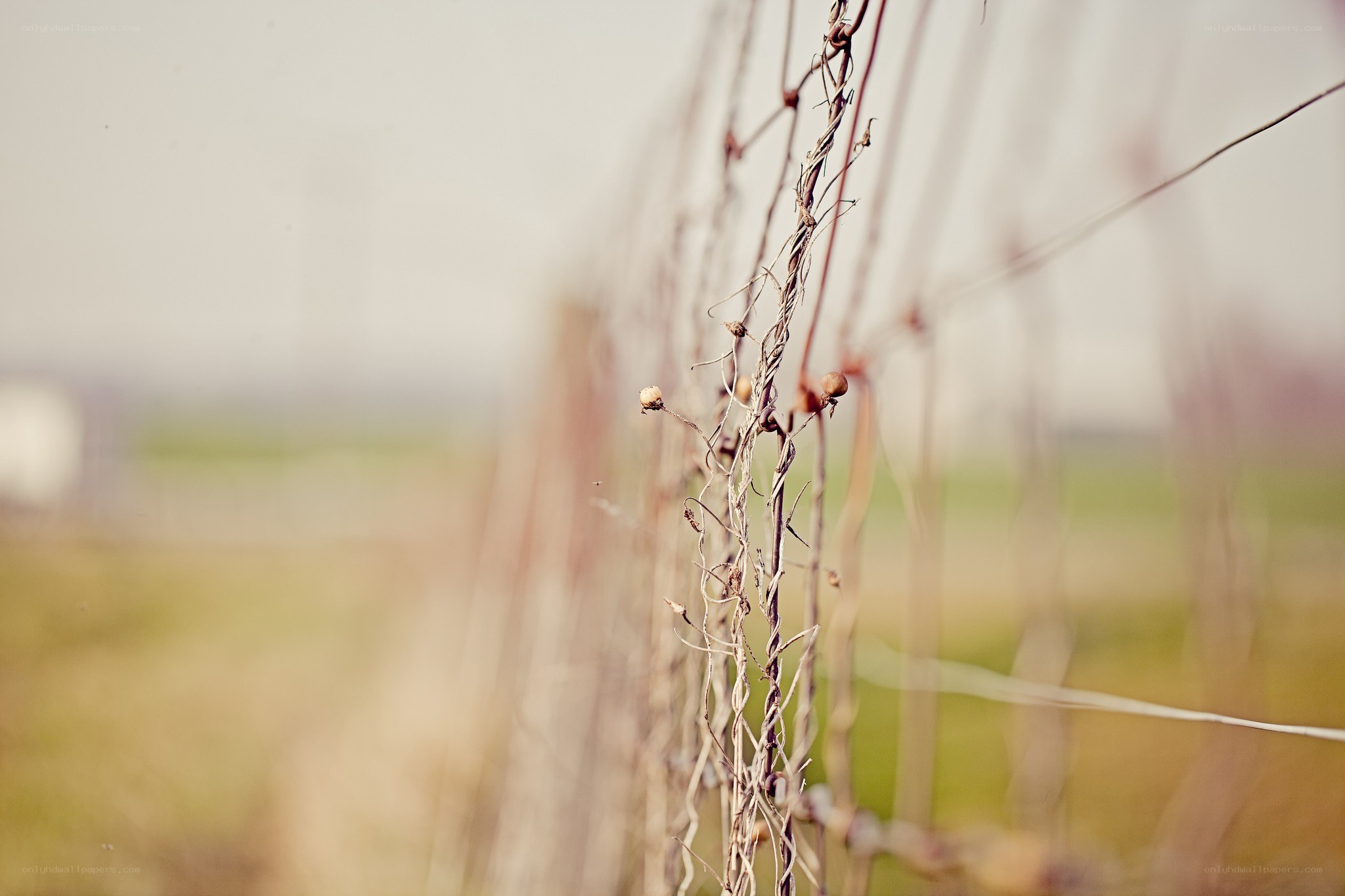 dried vines on a fence