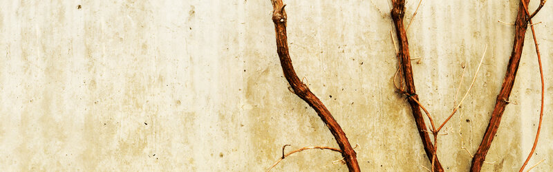 dried vines on a wall