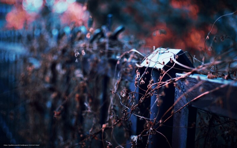 Dried Vines on Fence