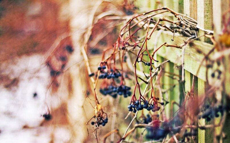 dried vines with berries