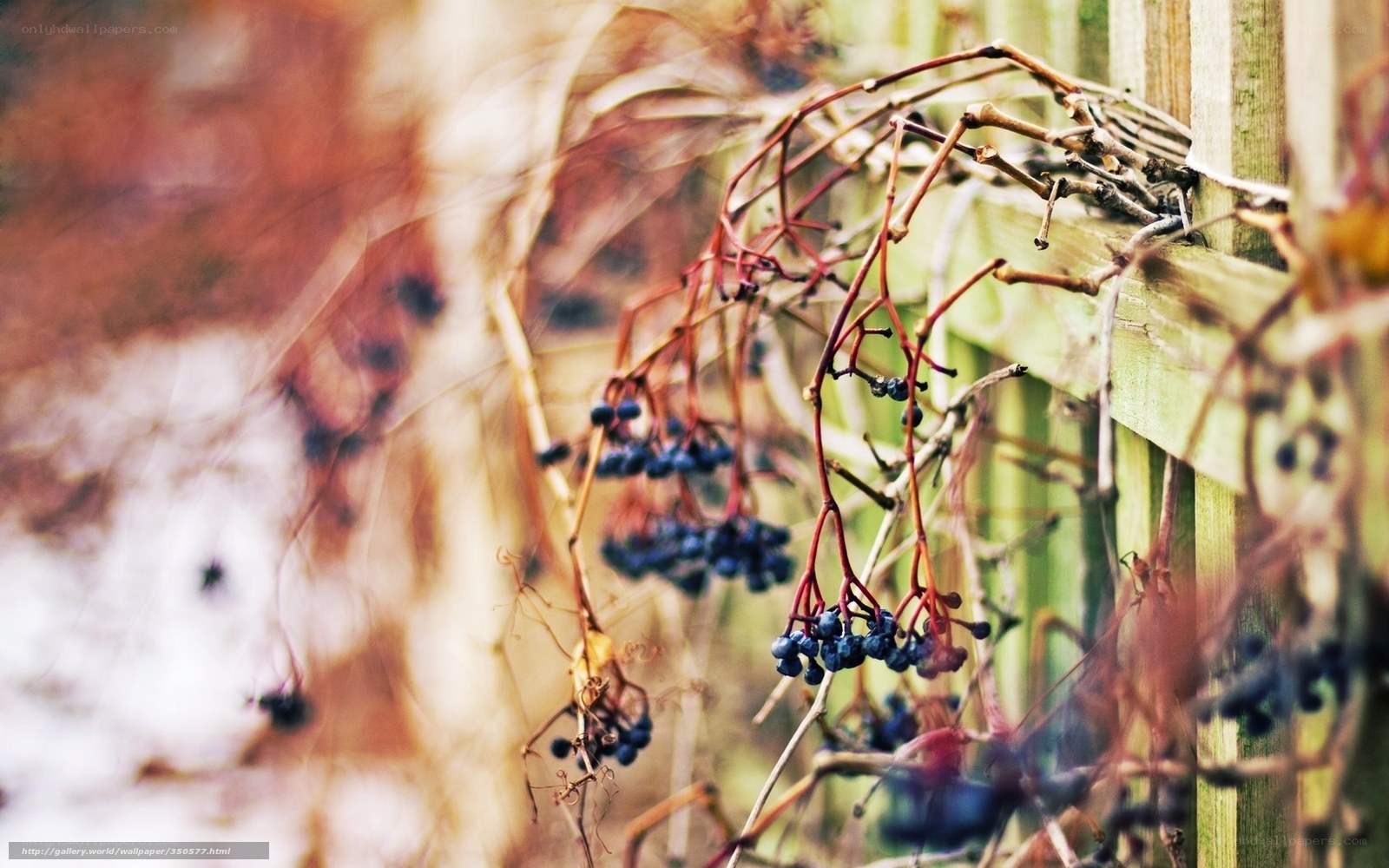 Dried vines with berries