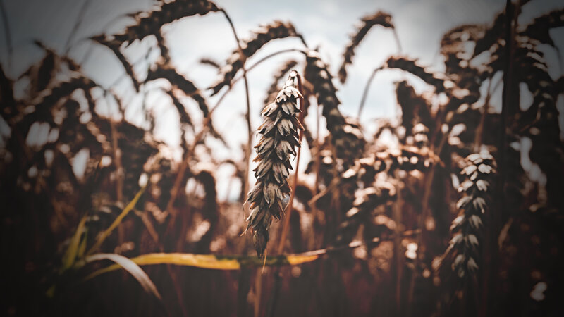 Dried Wheat Stalk