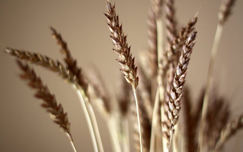 Dried Wheat Stalks