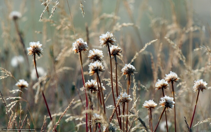 Dried White Flowers