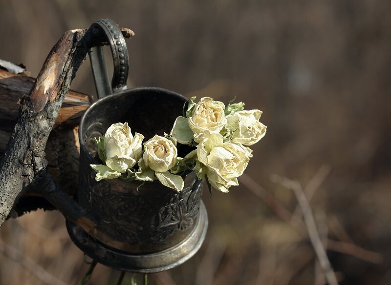 Dried White Roses — Brown