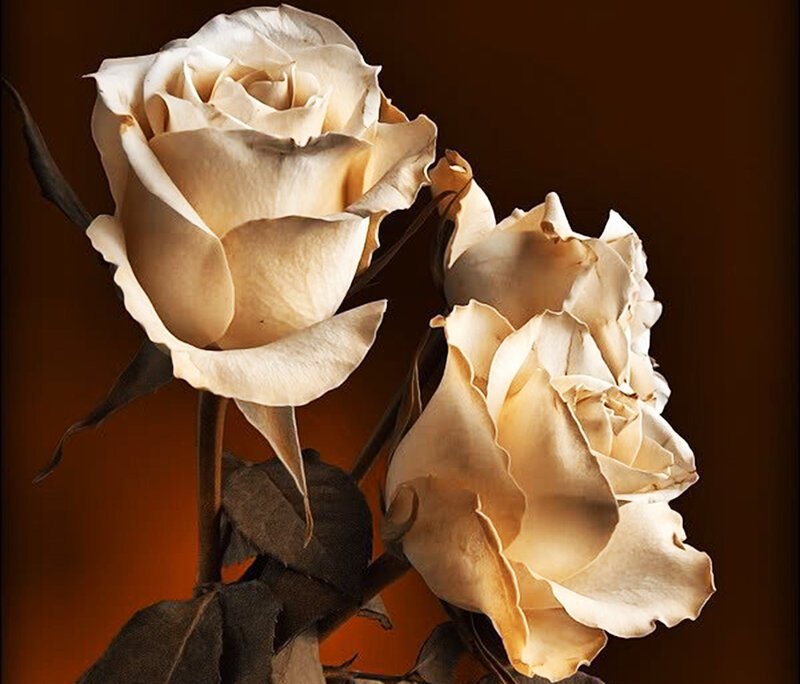 Dried White Roses