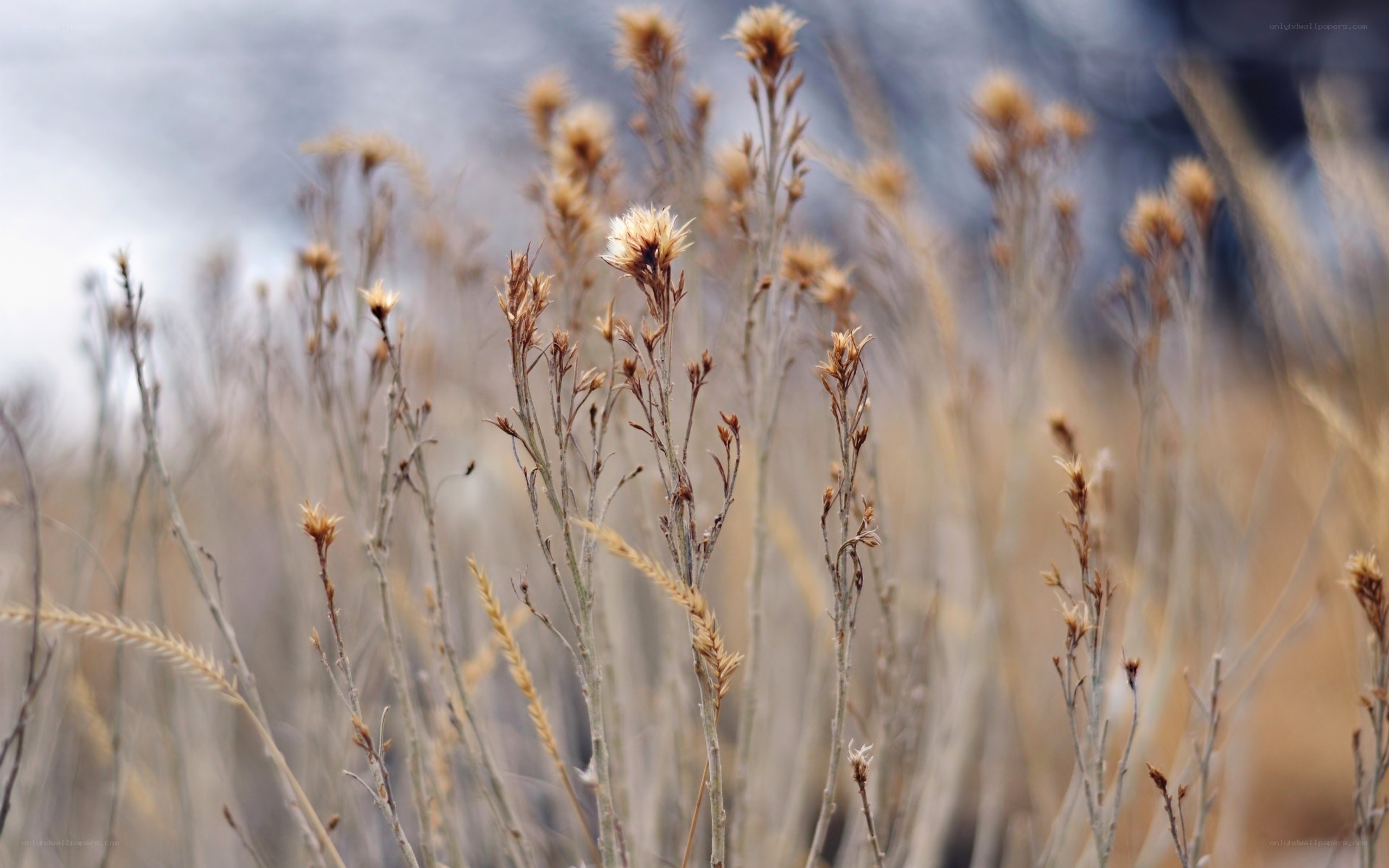 dried wildflowers in a field