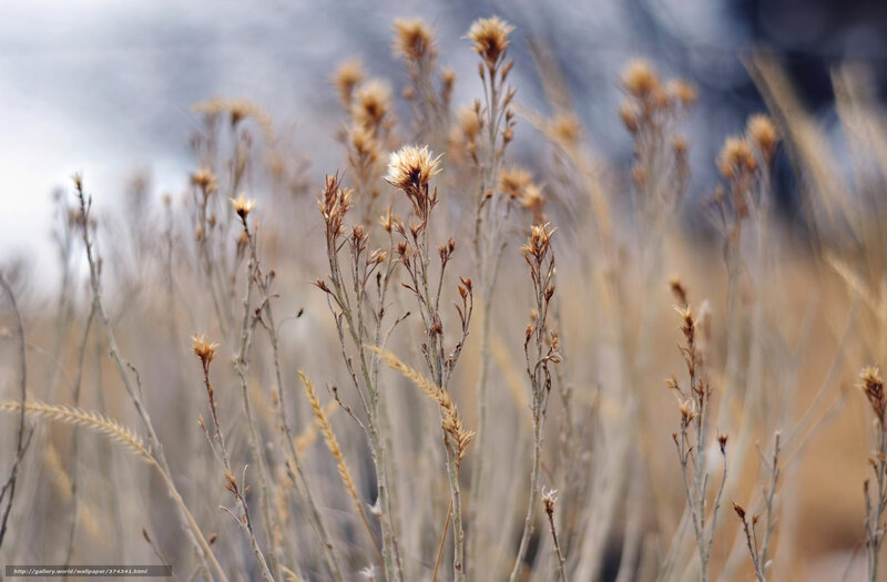 Dried Wildflowers in Field — Brown