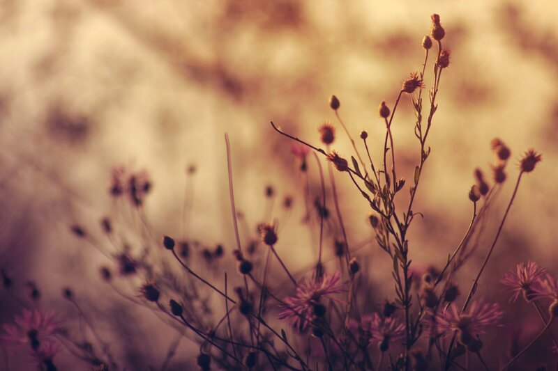 Dried Wildflowers in Field — Purple