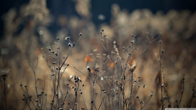 Dried Wildflowers in Field