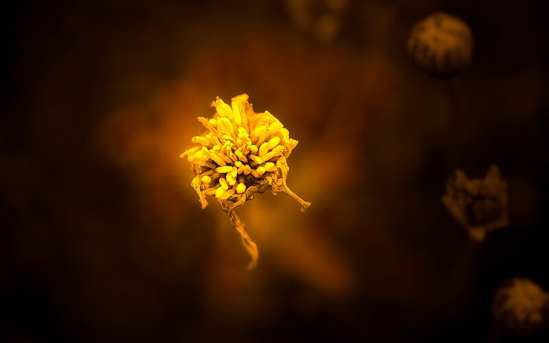 Dried Yellow Flower — Dramatic