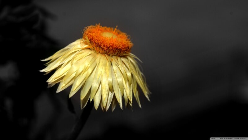 Dried Yellow Flower