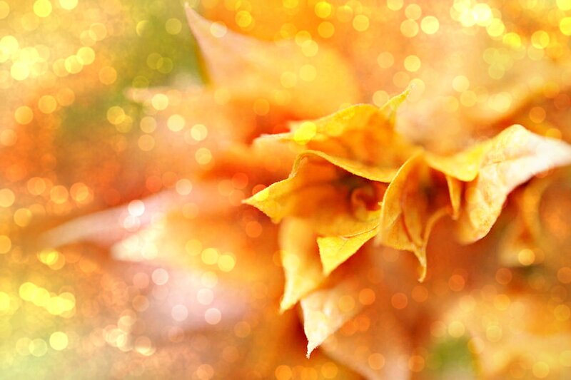 Dried Yellow Flower — Warm