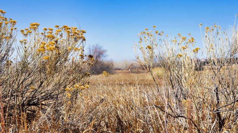 Dried Yellow Flowers