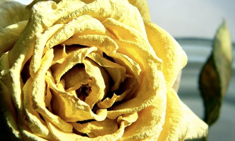 Dried Yellow Rose — Calm, Photograph