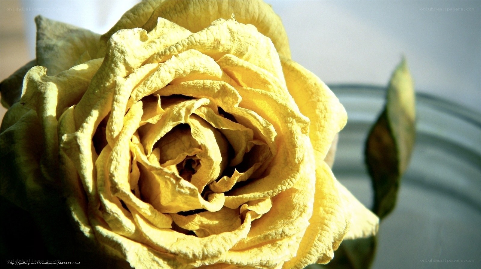 dried yellow rose close-up