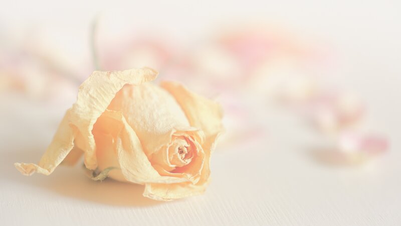 Dried Yellow Rose — Serene