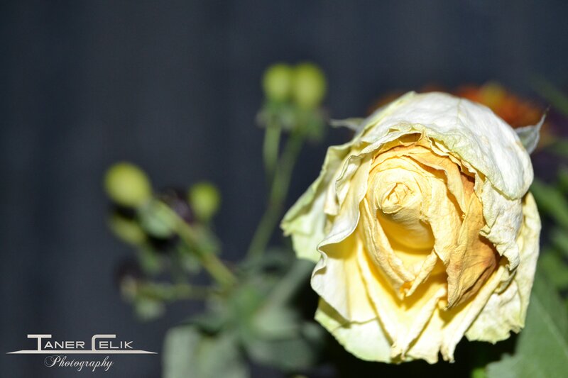 Dried Yellow Rose — Somber