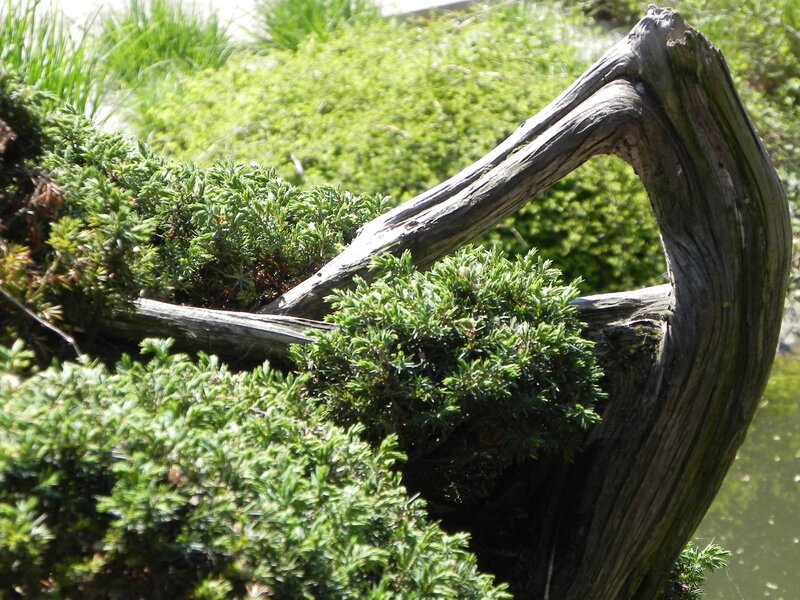 driftwood and green shrubs