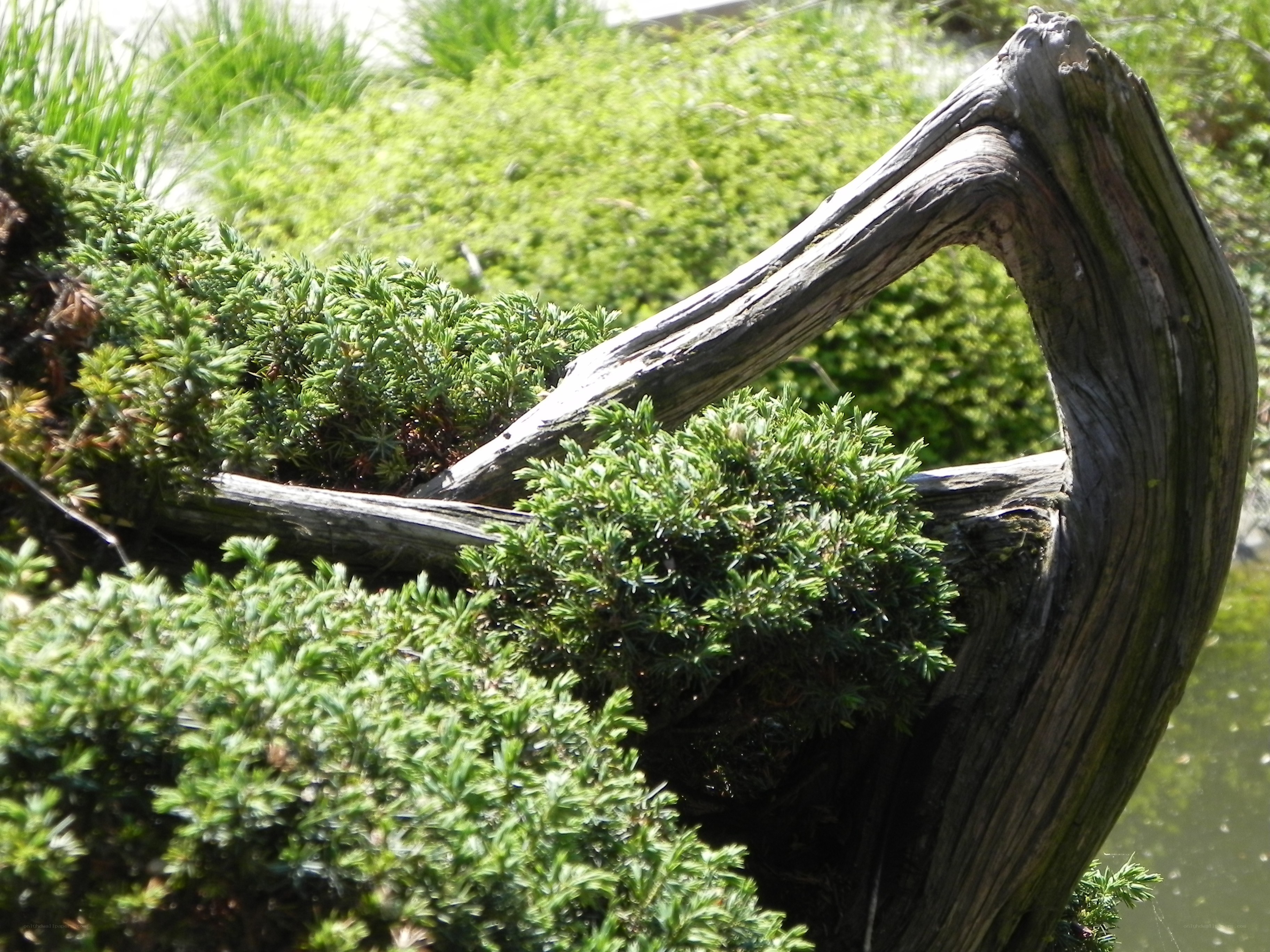 driftwood and green shrubs