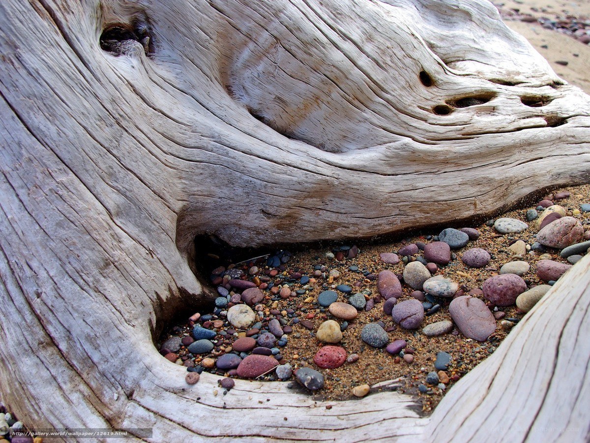 Driftwood and pebbles on beach