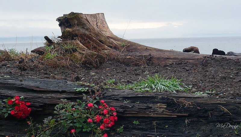 Driftwood and Roses