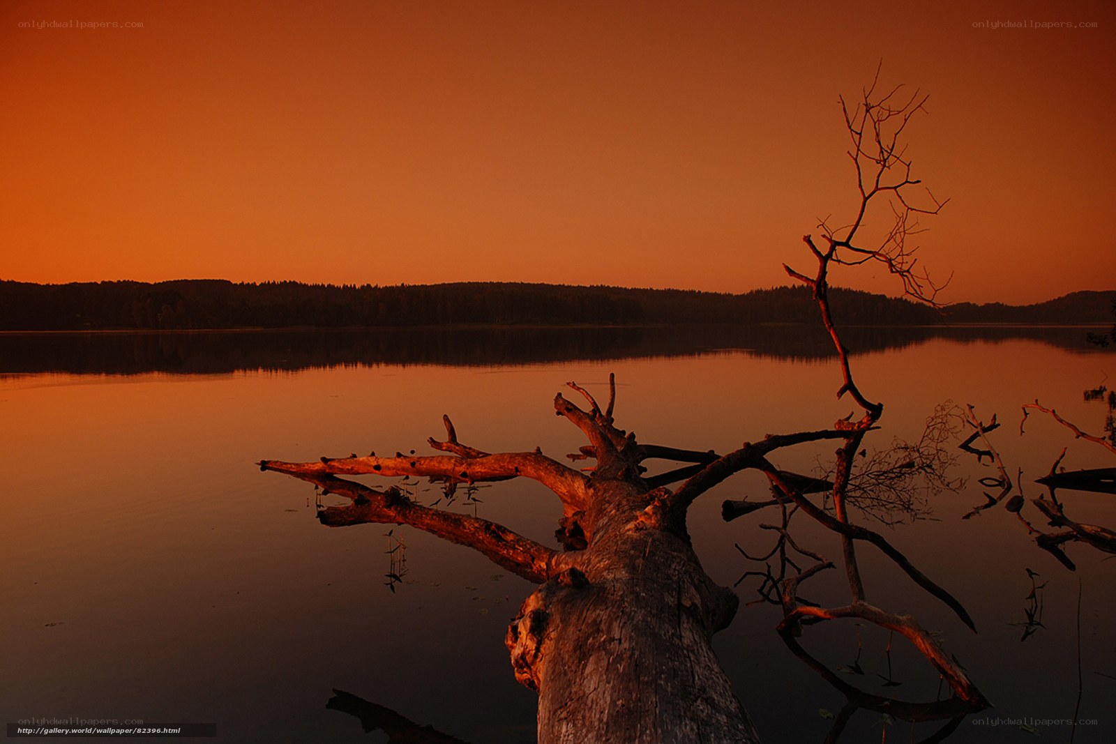 Driftwood at Sunset
