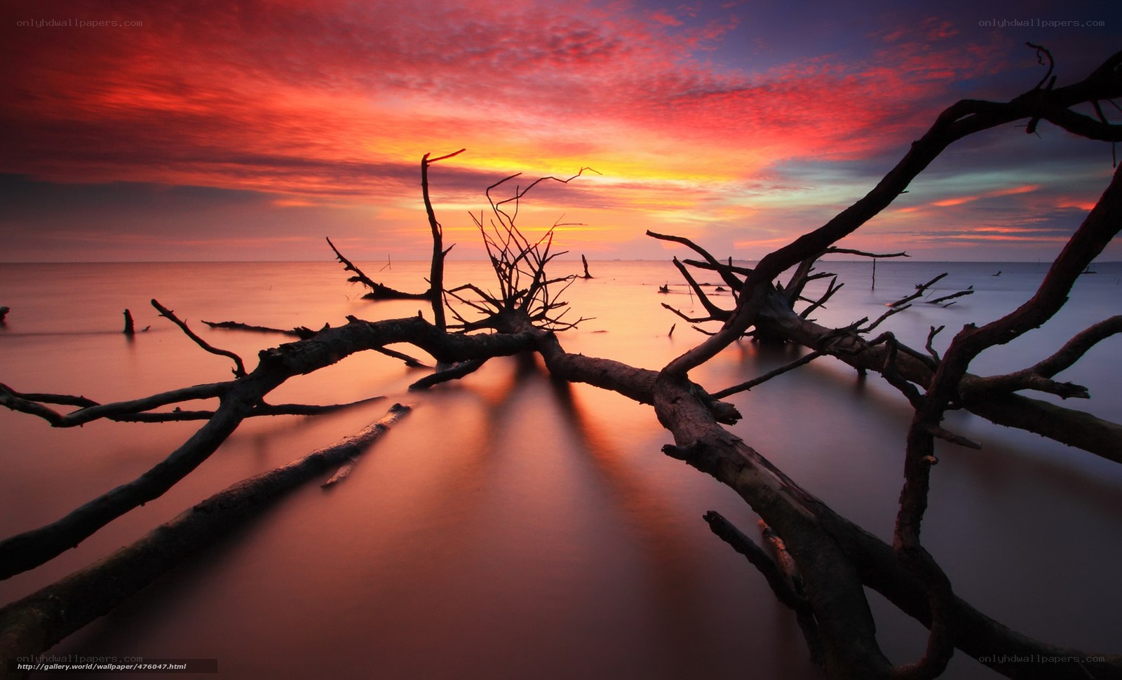 Driftwood at Sunset