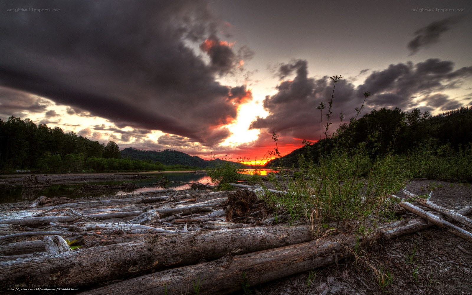 Driftwood at Sunset