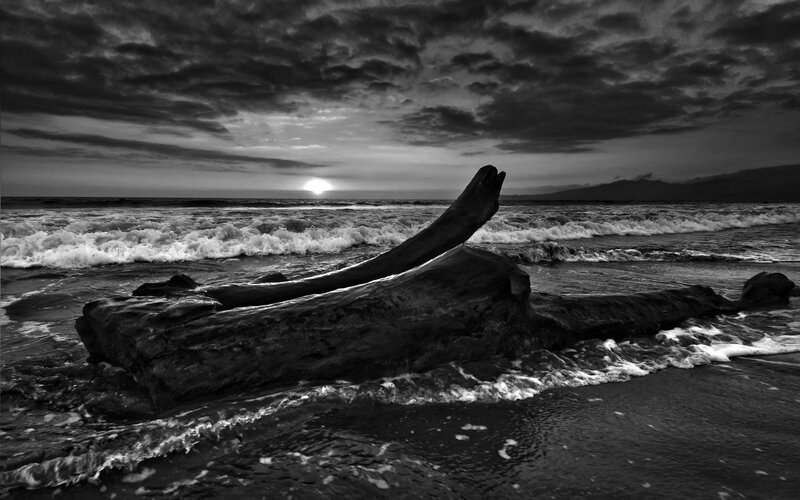 Driftwood at Sunset