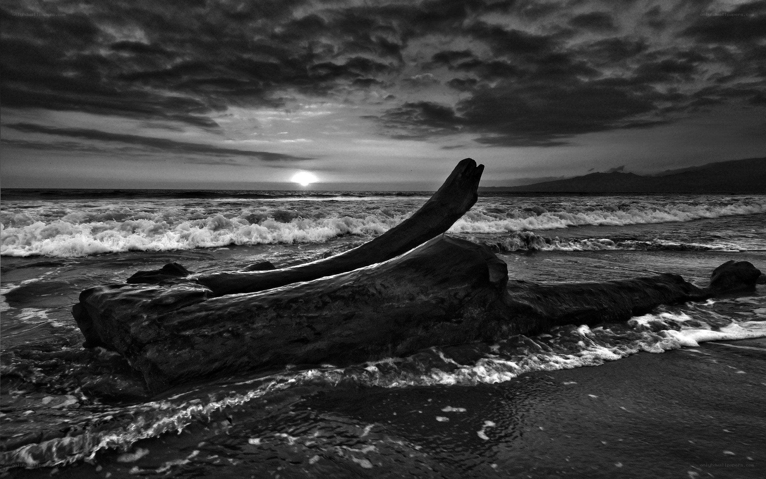 Driftwood at Sunset