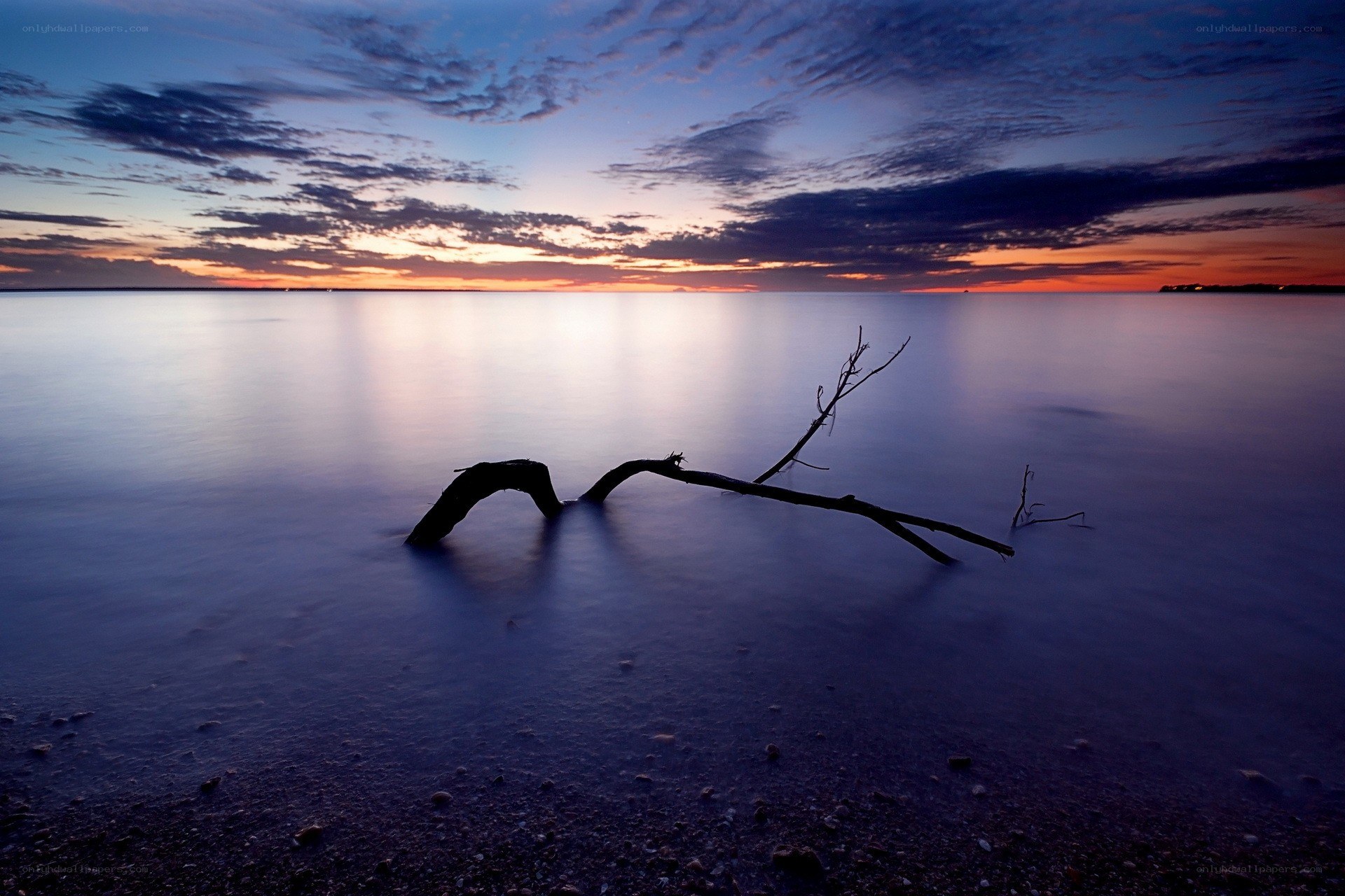 Driftwood at Sunset