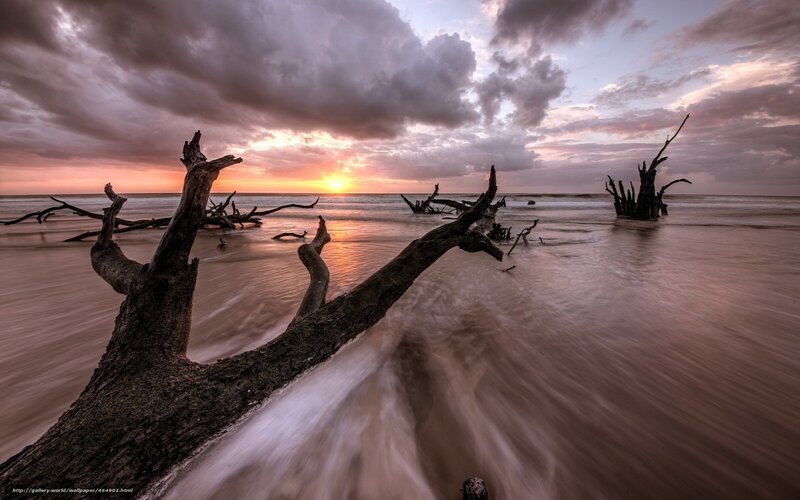 Driftwood at Sunset Beach