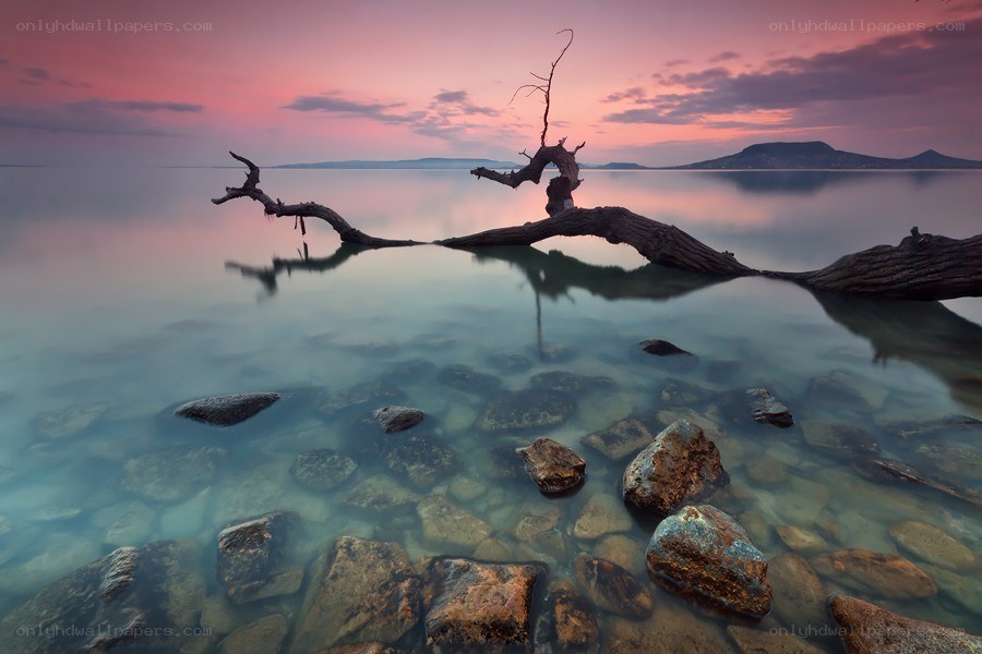 Driftwood at sunset by the sea