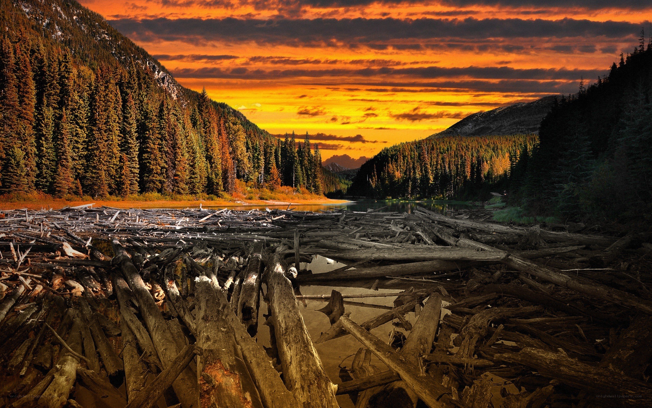 Driftwood at Sunset in the Mountains