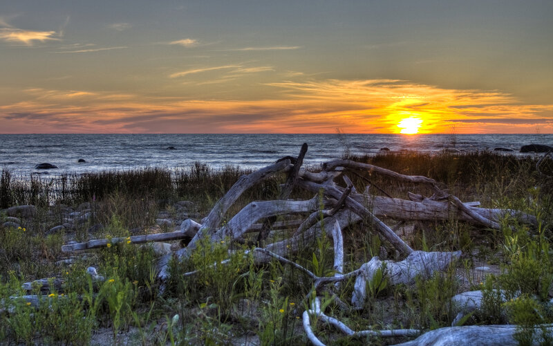 Driftwood at sunset on a beach