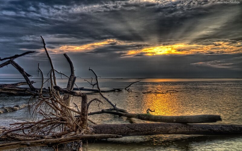 Driftwood at sunset on a calm sea