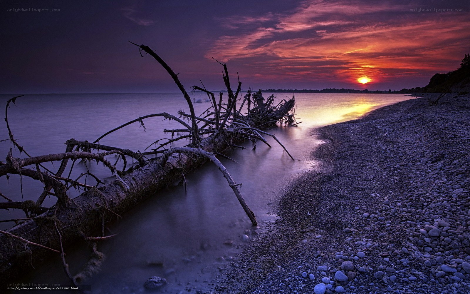 Driftwood at sunset on a pebble beach