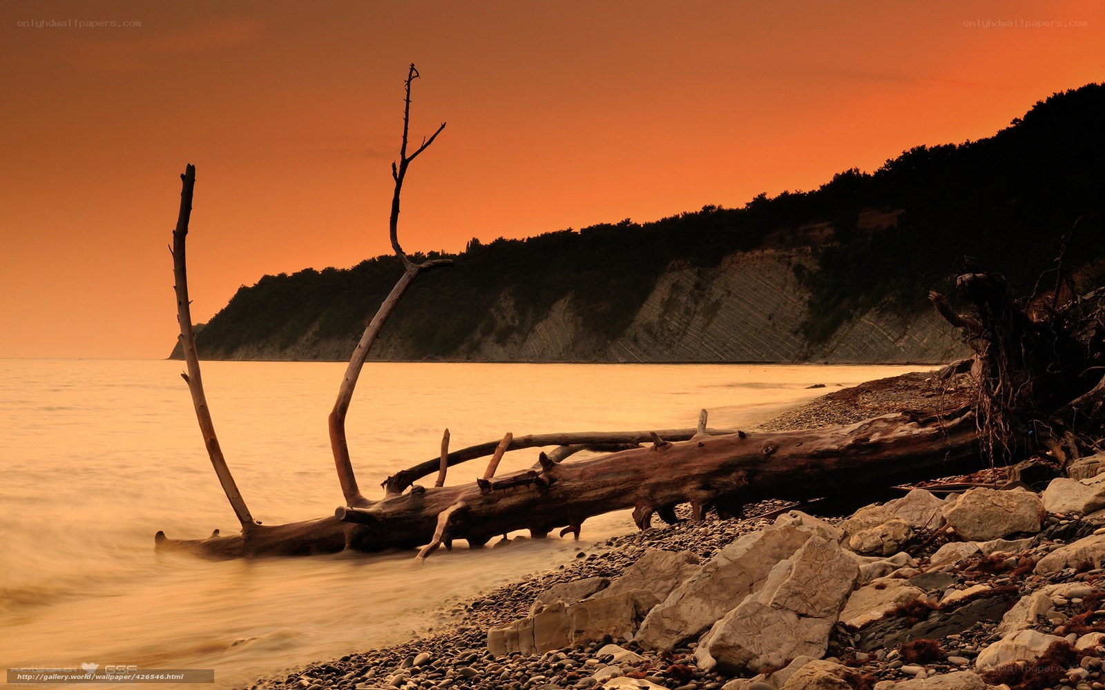 Driftwood at sunset on a rocky shore