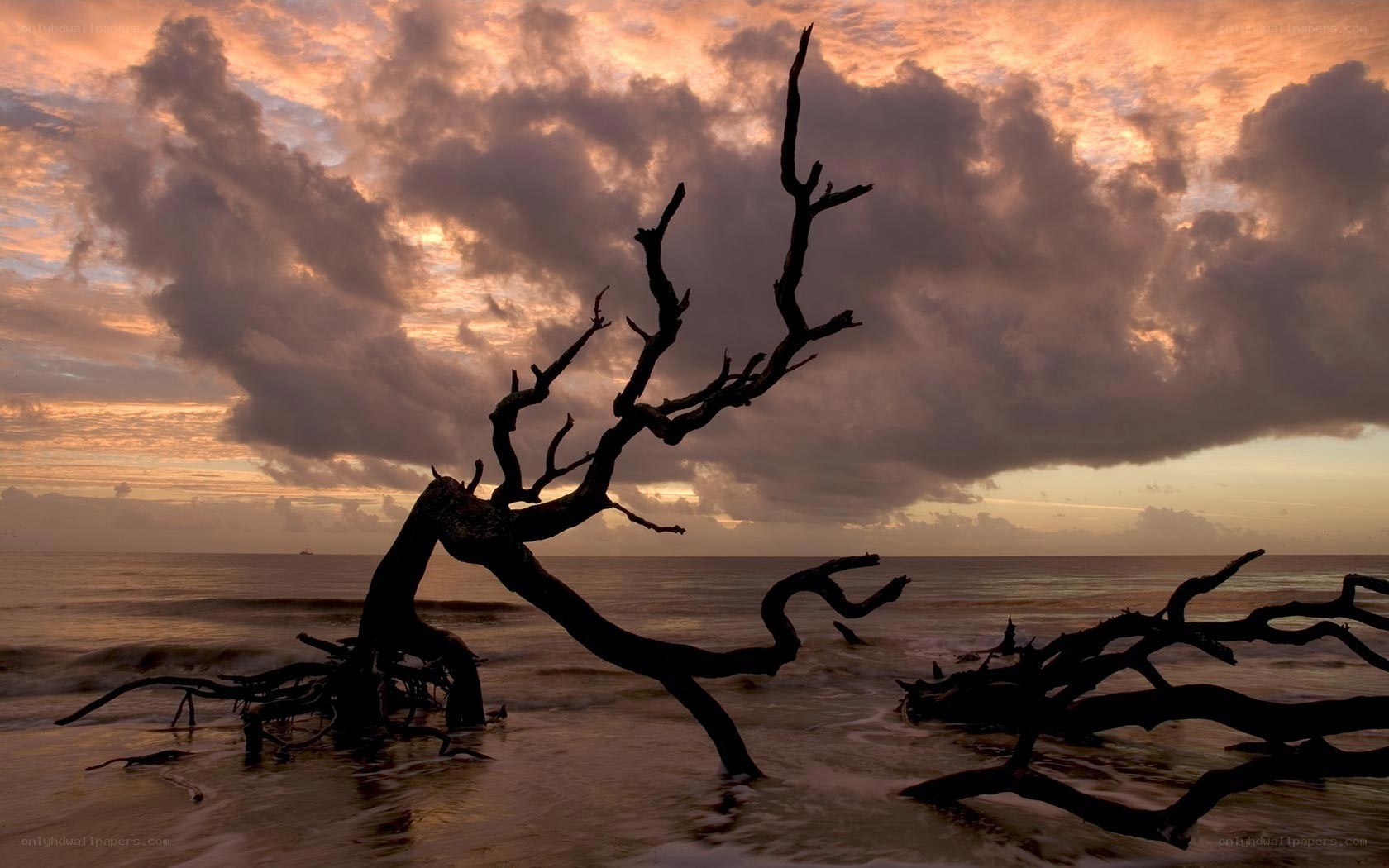 Driftwood at sunset on the beach