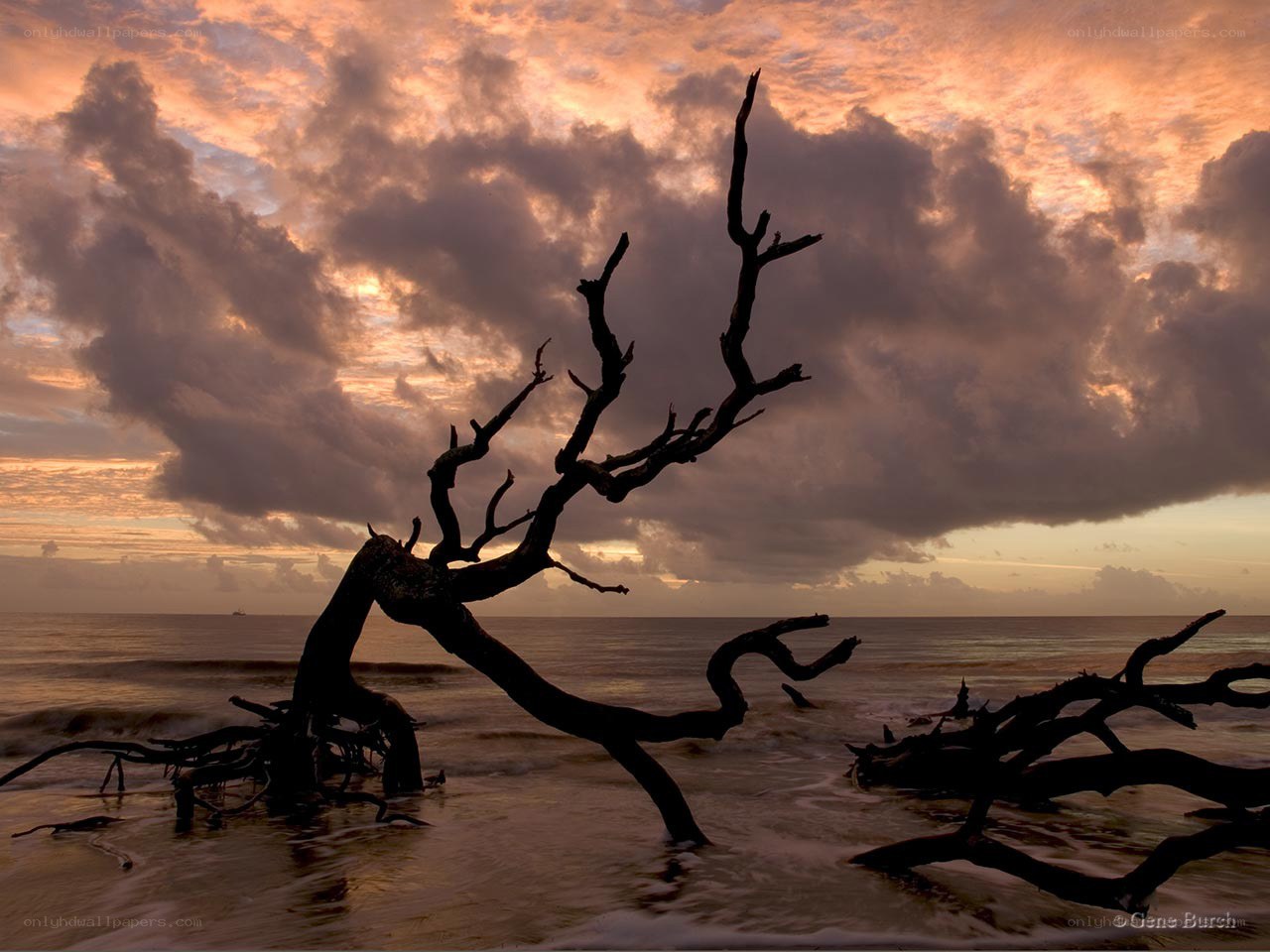 Driftwood at sunset on the beach